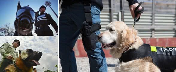 揭秘：警犬到底有多厉害？没有它很多案件破不了