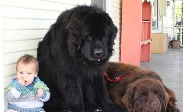 纽芬兰犬凶不凶纽芬兰犬不凶十分友善的