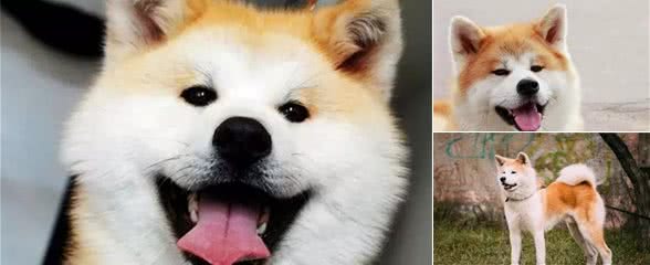 秋田犬那么可爱却很少人养，除了价格太高，这五个缺陷是关键
