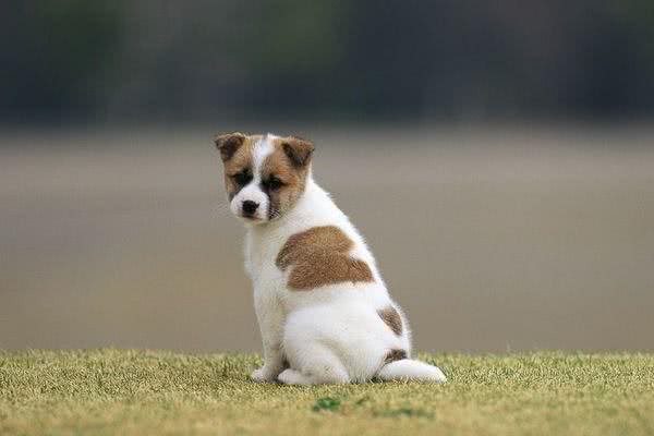 狗一般寿命多长？宠物犬能够养多久？