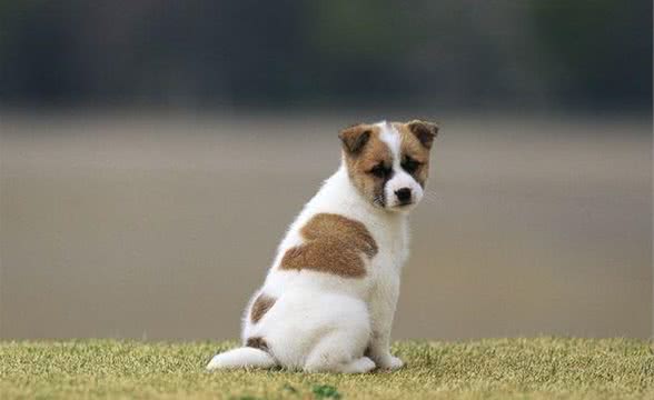 狗一般寿命多长？宠物犬能够养多久？