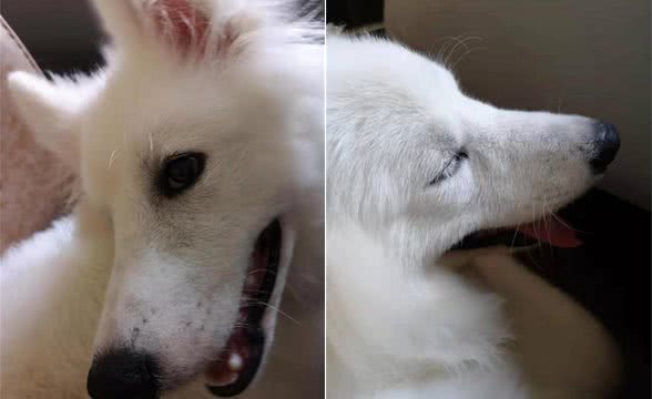 如何读懂狗狗的“心事”