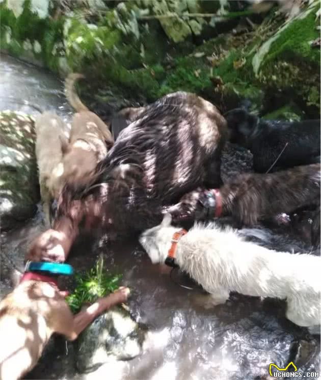 浅谈猎犬心得