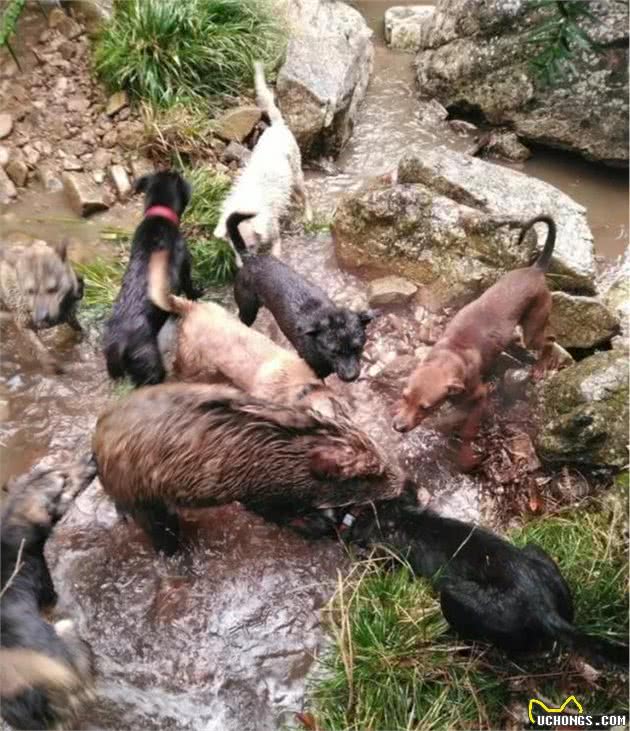 浅谈猎犬心得