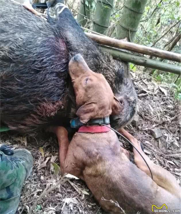 浅谈猎犬心得