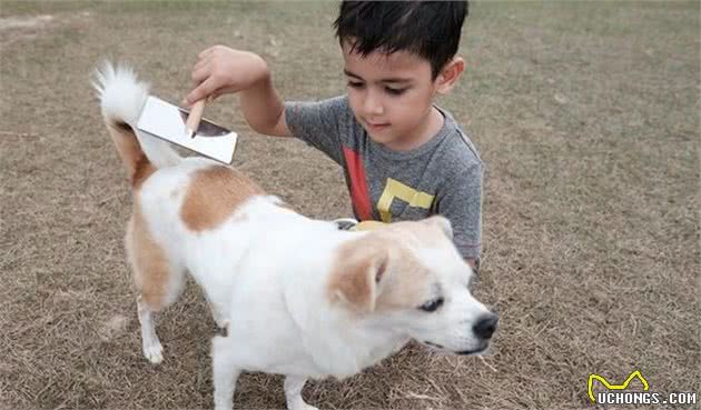 如何让犬毛发更漂亮？主人定期给它梳毛，吃这5样食物还能美毛