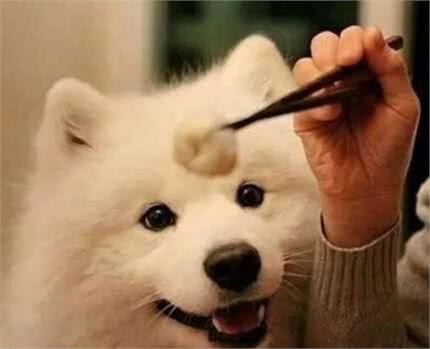 如何让狗狗吃药？主人利用这招心理战术后，顽皮毛孩只能乖乖就范