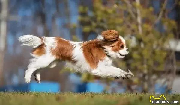 查理士王小猎犬，一种饱受基因缺陷折磨的狗，可爱到让人心碎