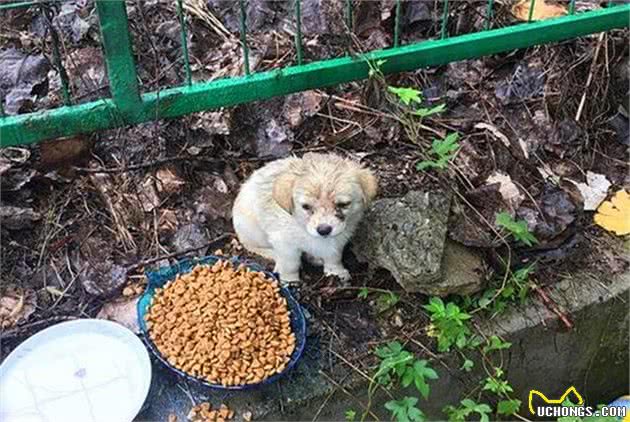 铲屎官偶遇饥饿流浪狗，端来犬粮喂食后，不想差点将其撑坏