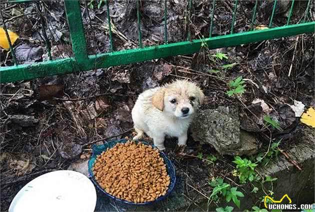 铲屎官偶遇饥饿流浪狗，端来犬粮喂食后，不想差点将其撑坏