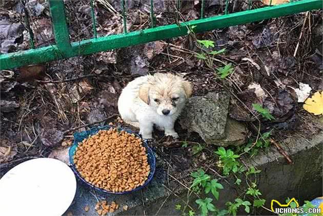 铲屎官偶遇饥饿流浪狗，端来犬粮喂食后，不想差点将其撑坏