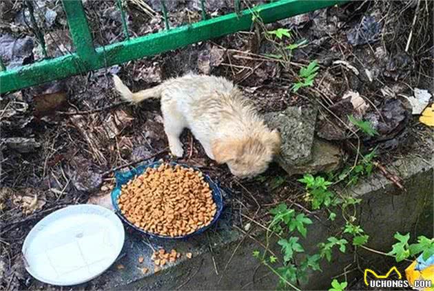 铲屎官偶遇饥饿流浪狗，端来犬粮喂食后，不想差点将其撑坏