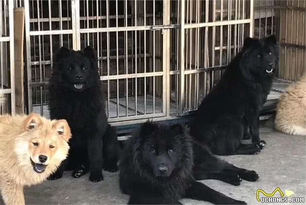 中国熊犬：它唤醒了血脉中“獢獢”之声