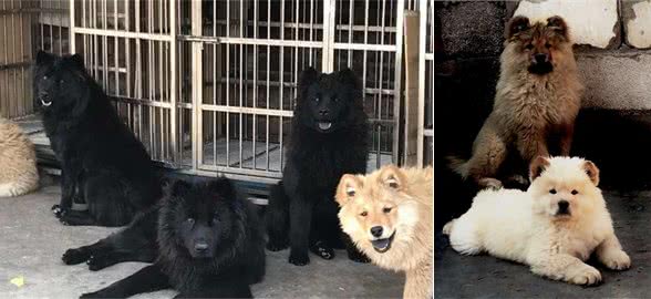 中国熊犬：它唤醒了血脉中“獢獢”之声