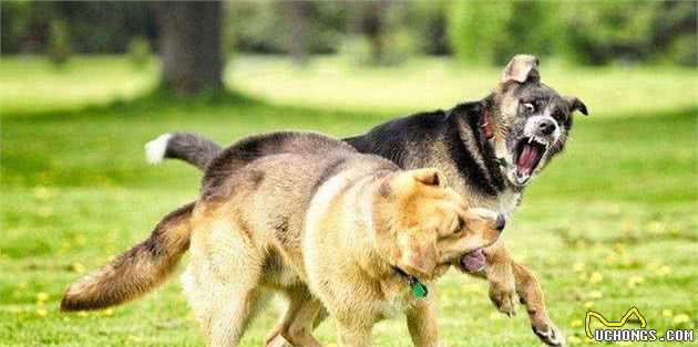 狗咬狗怎么办，需要怎么处置，还是打了狂犬就没事