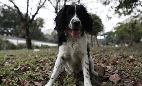 狗狗常见的这15种严重病状的诱因和症状你知道几种？