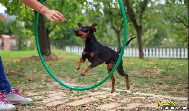 想养杜宾犬却怕太凶？迷你杜宾犬了解一下，可谓玩具犬之王