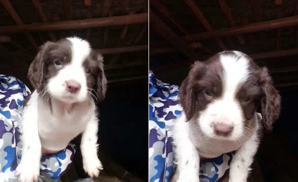 一只帮助我老爸戒烟的小史宾格犬