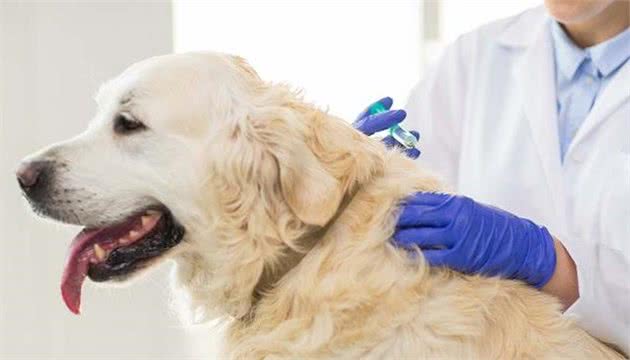 狗狗一年注射一次狂犬疫苗？这有必要吗？疫苗的有效时长是多久？