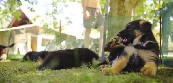 幼犬到家多久后才能出门？想要带幼犬出门，主人需要先做好豫备