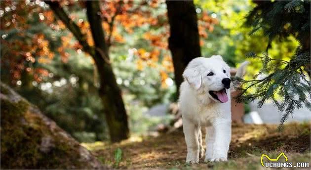 幼犬到家多久后才能出门？想要带幼犬出门，主人需要先做好豫备