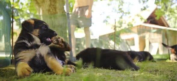 幼犬到家多久后才能出门？想要带幼犬出门，主人需要先做好豫备