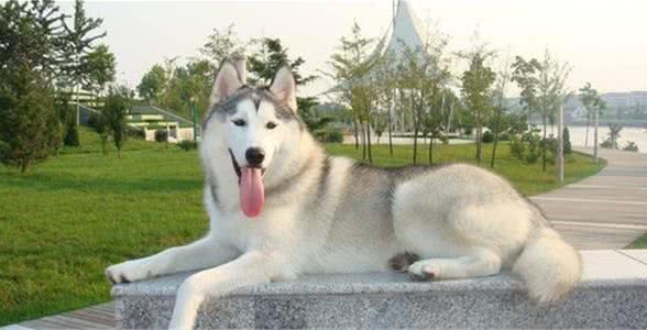 哈士奇犬饲养指南，狗狗奴快领取！