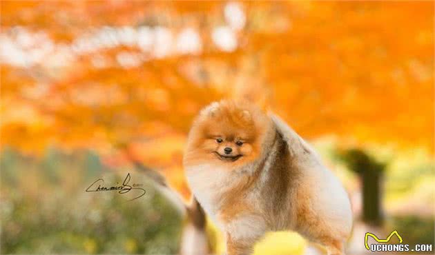 劝你不要再这样饲养博美犬，否则它的寿命最少短5年