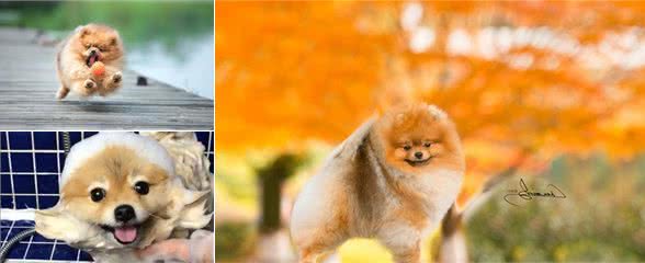 劝你不要再这样饲养博美犬，否则它的寿命最少短5年