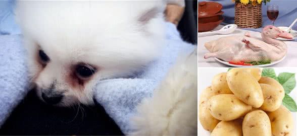 博美犬饲养有泪痕？试试这4个食物“小偏方”！