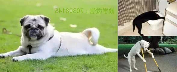 狗狗常常吃便便是什么原因？