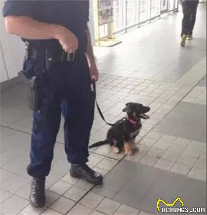 小萌萌警犬的日常训练，太可爱还卖萌，真想养一只