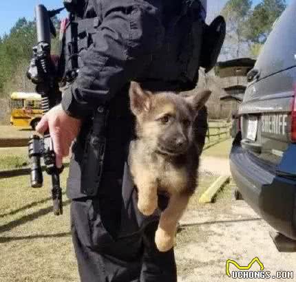 小萌萌警犬的日常训练，太可爱还卖萌，真想养一只