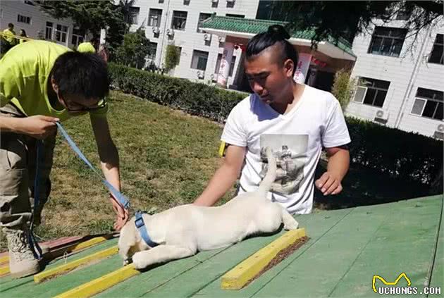 训犬手势有讲究！切忌让狗狗患上“恐手症”