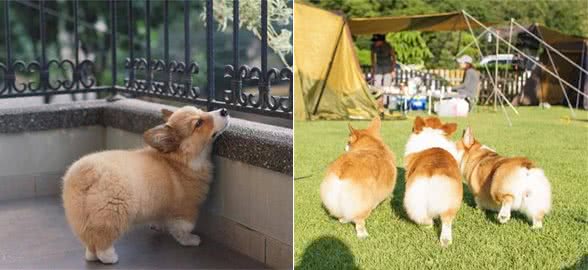 想养一只柯基犬？从这四点来分析柯基犬到底好不好养