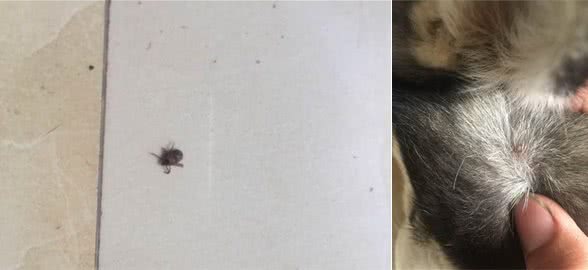 偶尔在狗狗身上翻出一只虫子，没想到吓坏一群网友：千万要小心！