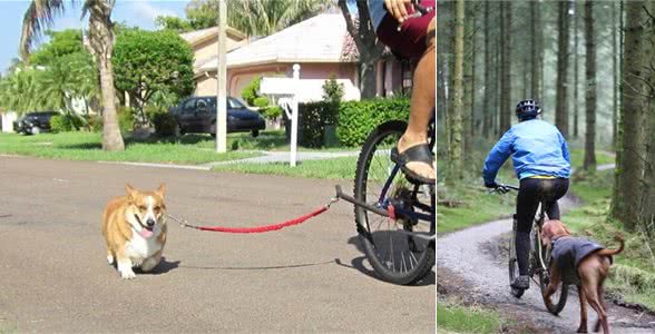 骑自行车遛狗其实其实不难，随着3步走，你家狗狗也能够