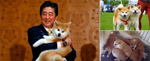 秋田犬价格昂贵？看完就知道，买一只秋田犬为什么要花这么多钱了