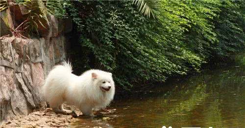 养银狐犬应当注意什么保证饲料与水的清洁卫生