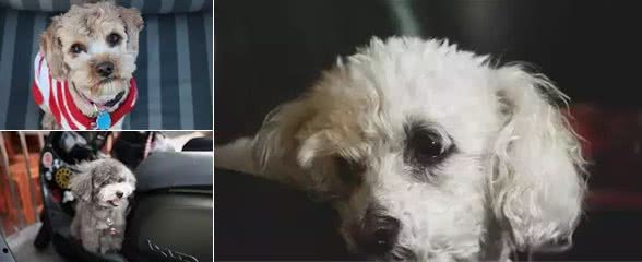 怎样制止贵宾犬破坏家具