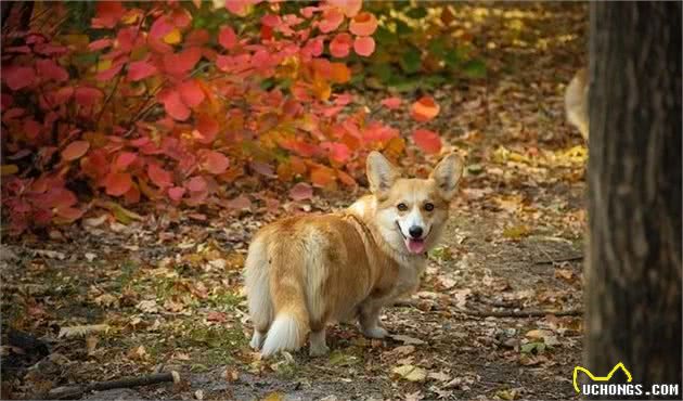 为什么柯基犬不好养不能养十个不养柯基犬的理由送给你