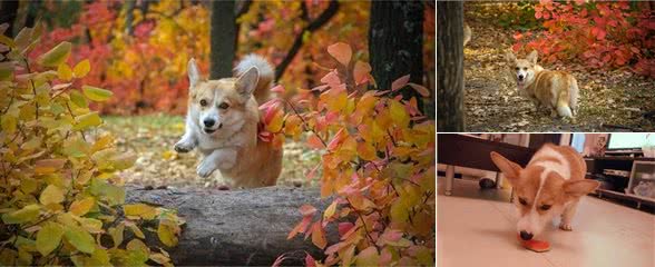 为什么柯基犬不好养不能养十个不养柯基犬的理由送给你