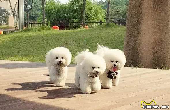 欧洲最古老萌犬-棉花糖比熊犬