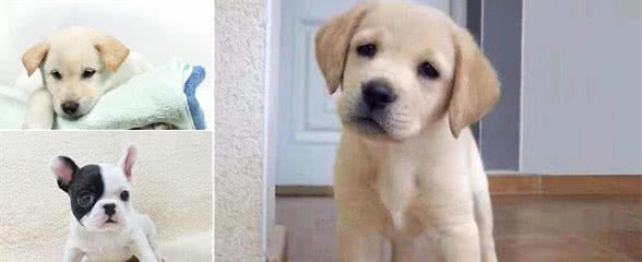 加强幼犬抵抗力
