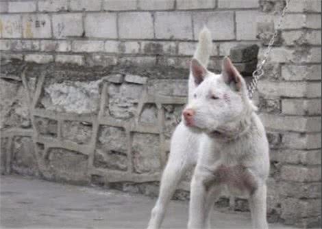 田园猎犬之—老猎人挑选猎犬的3种方法，都是经验之谈