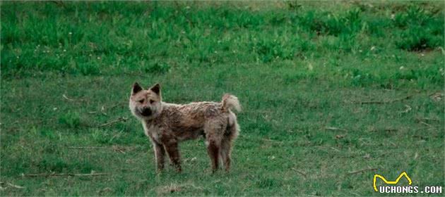 田园猎犬之—老猎人挑选猎犬的3种方法，都是经验之谈