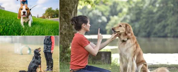 各种训犬方式大比拼！要花多少钱？哪一种更适合狗狗？