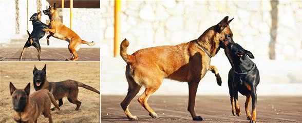 马犬的基本饲养方法你都知道吗？