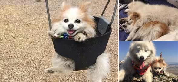 狗狗失明后十分痛苦，直到它碰着了另外一只同伴