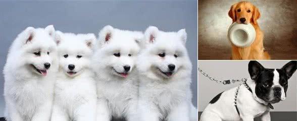 这些必备品你的狗狗拥有了吗？